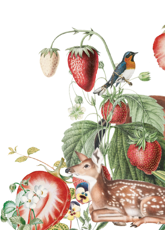 Obsession Gin Strawberry | Andalusí Destileria