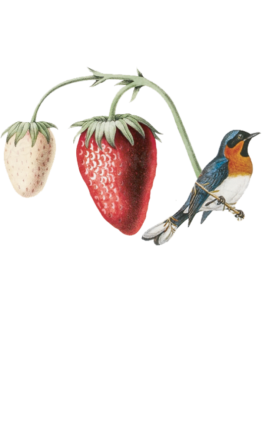 Obsession Gin Strawberry | Andalusí Destileria