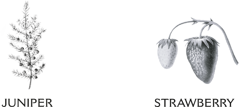 Obsession Gin Strawberry | Andalusí Destileria